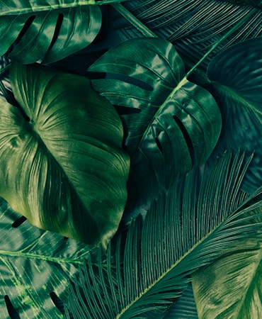 Creative Tropical