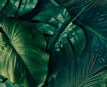 Creative Tropical