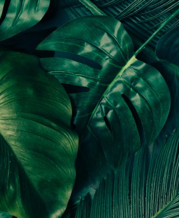 Creative Tropical