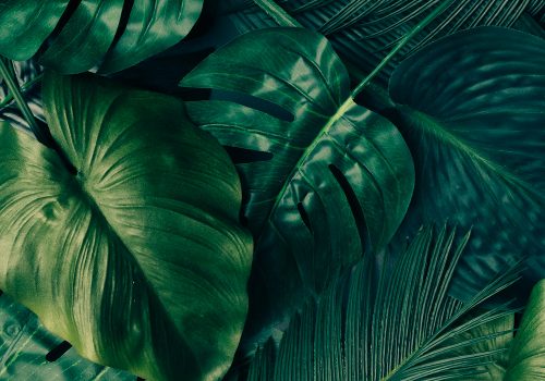 Creative Tropical
