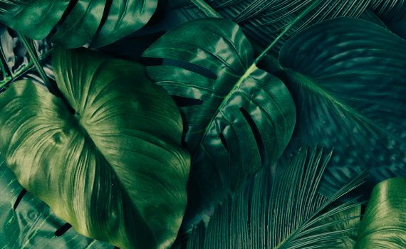 Creative Tropical