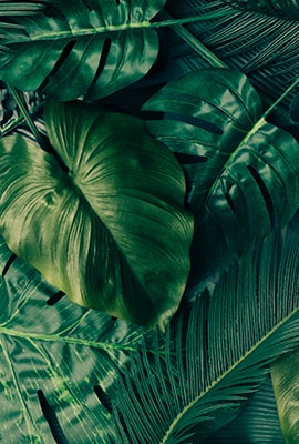 Creative Tropical