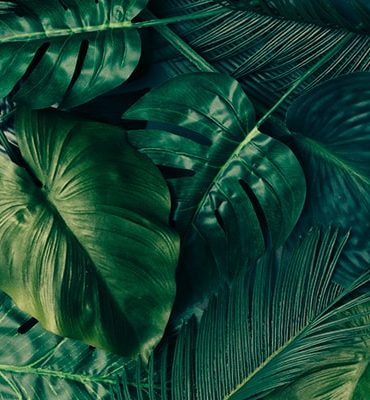Creative Tropical